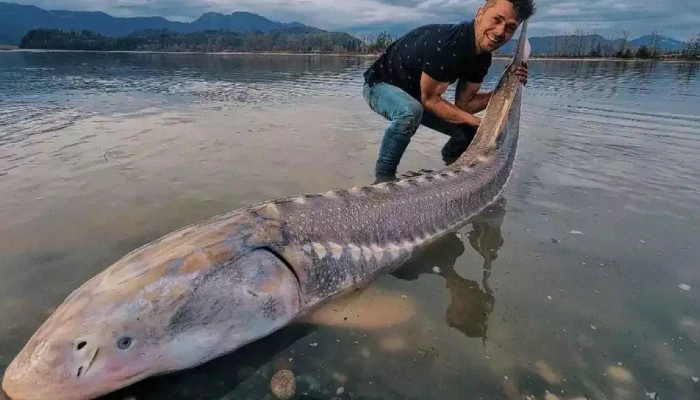 জালে ধরা পড়ল ৮ ফুট ও ১৬০ কেজির 'জীবন্ত ডাইনোসর'