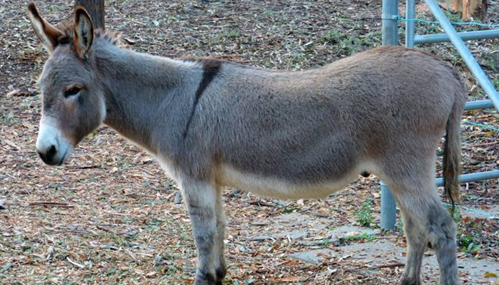 পাকিস্তানে গাধার সংখ্যা বেড়েছে: সমীক্ষা