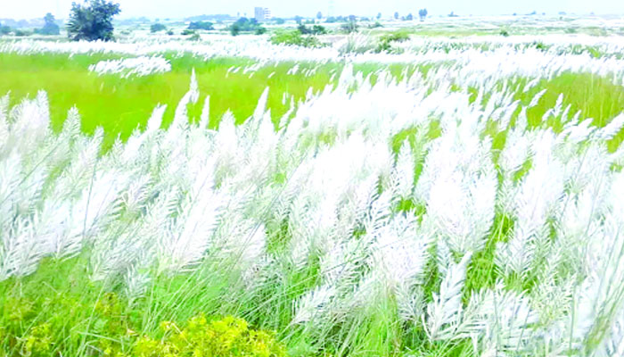 শরতের অপার সৌন্দর্য কাশফুল