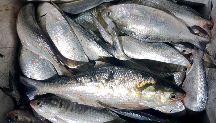 ১৭ জেলে আটক, চার লাখ মিটার কারেন্ট জাল জব্দ 