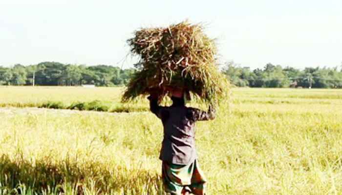 সুনামগঞ্জে বন্যার ক্ষত কাটিয়ে ঘুরে দাঁড়িয়েছে কৃষকরা