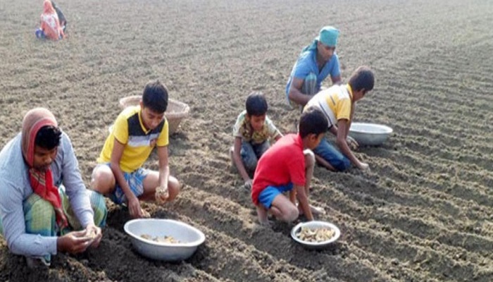 সারের সংকটে দুঃশ্চিন্তায় রাজশাহীর কৃষকরা