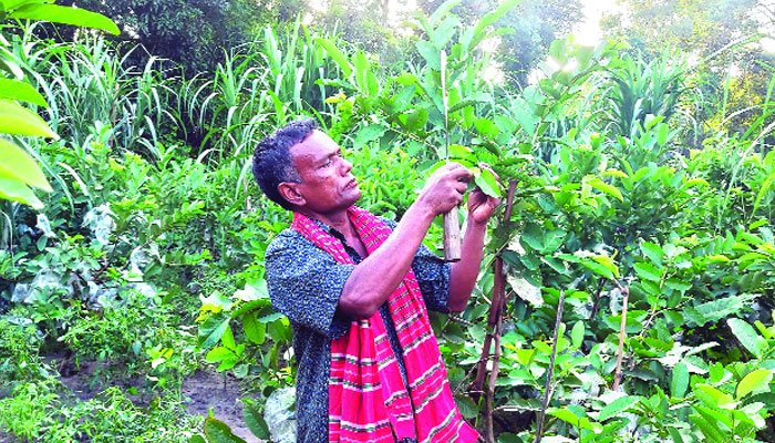 সাঘাটায় একই জমিতে ১২ প্রকার ফসল উৎপাদন