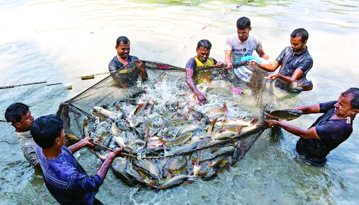 সুনামগঞ্জের হাওড়ের মাছ রপ্তানি হচ্ছে ৫০টি দেশে