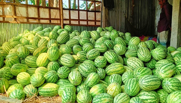আত্রাইয়ে গরমে উত্তাপ ছড়াচ্ছে তরমুজ