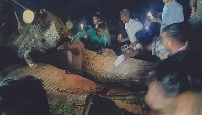 মহারাষ্ট্রে ঝড়ে গাছচাপায় নিহত ৭
