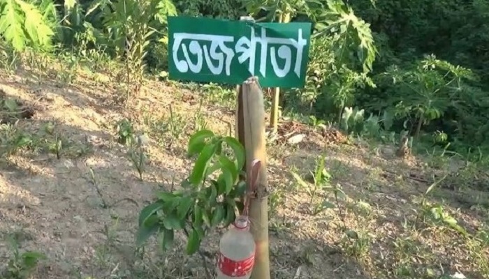 লাল মাটিতে মসলা চাষের অপার সম্ভাবনা