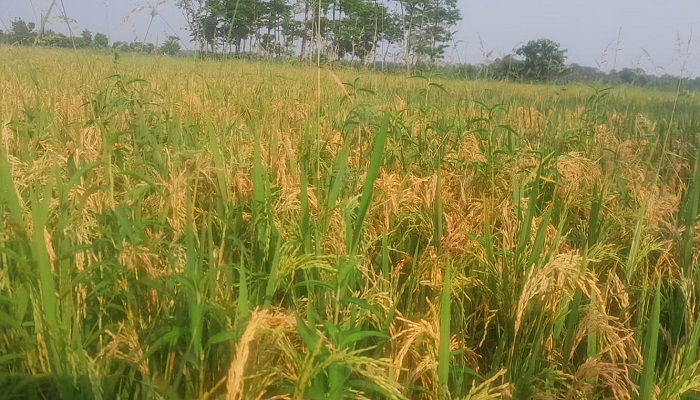 ছাতকে কৃষকের চোখের জলে মলিন হয়েছে ঈদ!