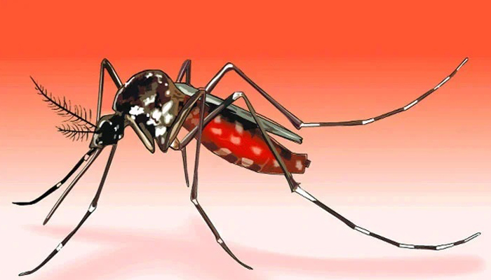 রাজধানীজুড়ে মশার রাজত্ব