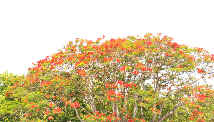 কাপাসিয়া হোক পর্যটনকেন্দ্র