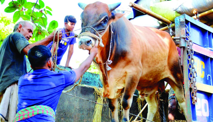 খামারের গরুতে ঝোঁক ক্রেতাদের