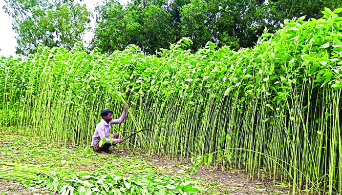 বন্যার আশঙ্কায় সময়ের আগেই পাট কাটতে ব্যস্ত চাষিরা