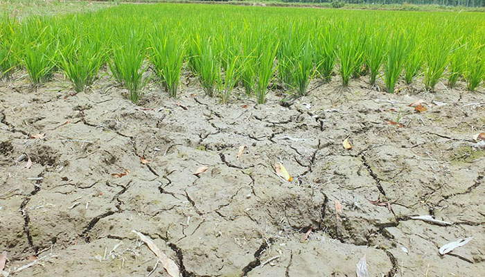 জলবায়ু পরিবর্তন, লবণাক্ততা ও খাদ্য নিরাপত্তা