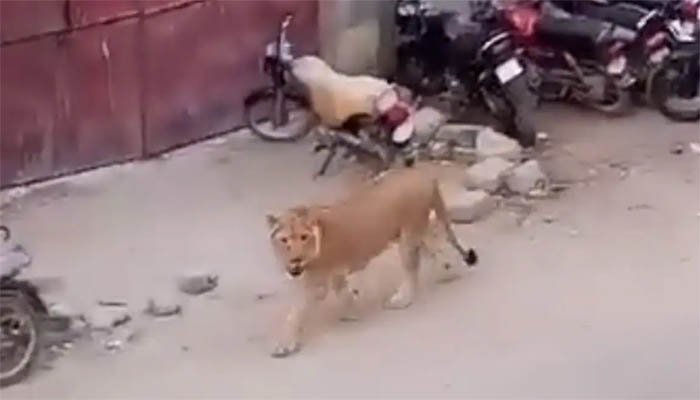 ব্যস্ত রাস্তায় হাঁটছে সিংহ, ভিডিও ভাইরাল!