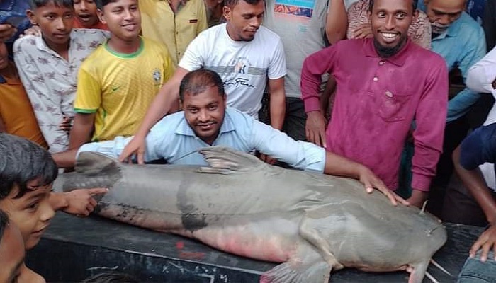 তিস্তায় ভেসে আসছে ডলফিন-বাঘাইর মাছ