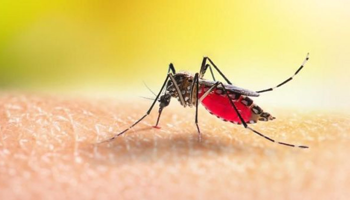 ডেঙ্গুতে আরো ১১ মৃত্যু, হাসপাতালে ১৯১৭