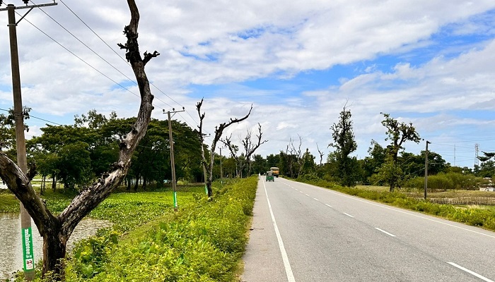 সুনামগঞ্জ সিলেট আঞ্চলিক সড়কের দুপাশে মরা গাছ, দুর্ঘটনার শঙ্কা