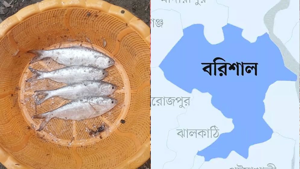 বাবুগঞ্জে পুকুরে মিললো তাজা ইলিশ
