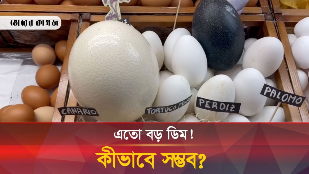এক ডিমের ওজন ২ কেজি! কোন প্রাণীর ডিম এটি?