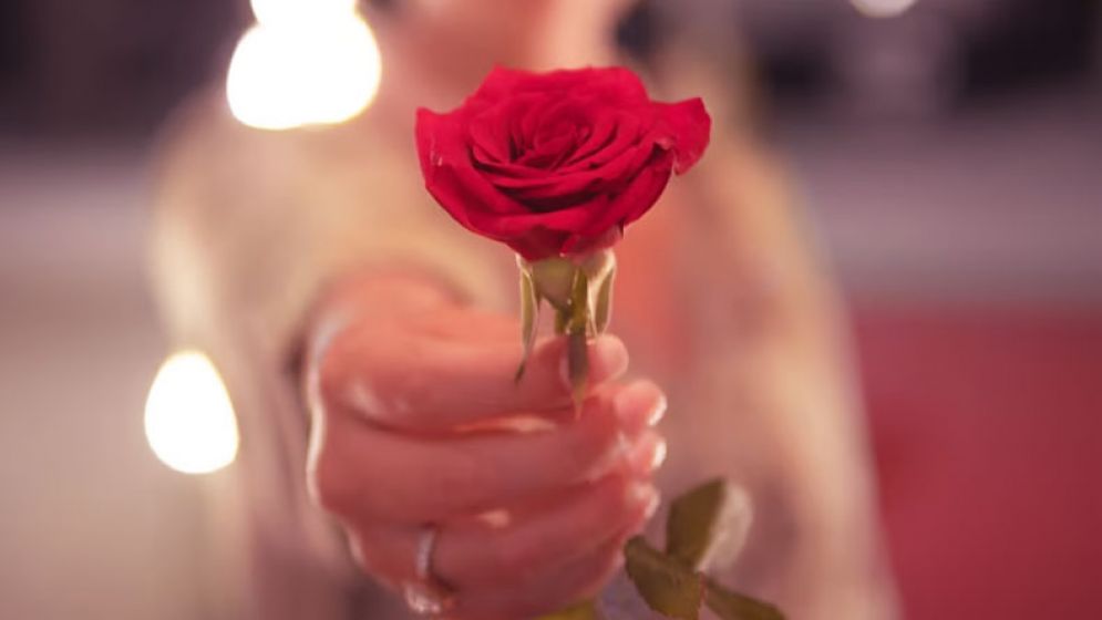 আজ রোজ ডে, কোন গোলাপ কীসের প্রতীক জেনে নিন 