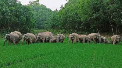 গারো পাহাড়ে বন্যহাতির তাণ্ডবে গ্রামবাসীদের নির্ঘুম রাত 