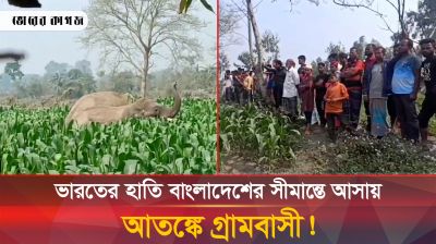 ভারতের হাতি বাংলাদেশের সীমান্তে আসায় আতঙ্কে গ্রামবাসী!