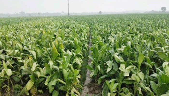 কুষ্টিয়ায় বেড়েছে তামাক চাষ : রবি মৌসুমে কৃষি আবাদে লক্ষ্যমাত্রা পূরণ না হওয়ার আশঙ্কা