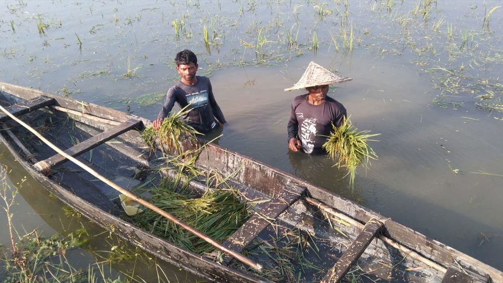 বৃষ্টির পানিতে তলিয়ে গেছে হাওরের কোটি টাকার ধান