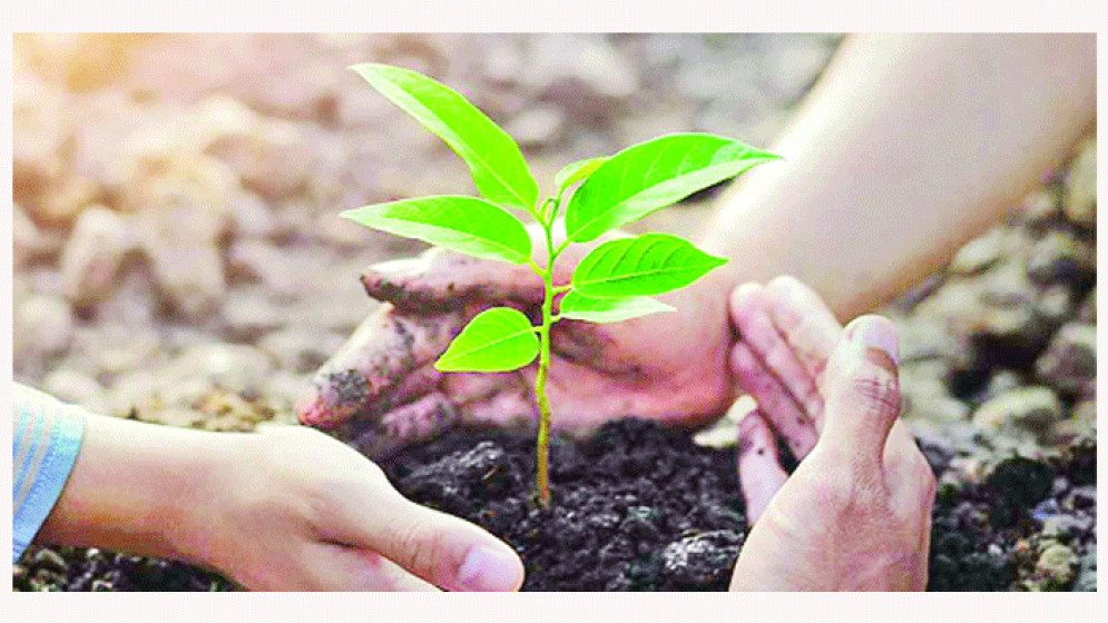 পরিবেশ রক্ষায় বৃক্ষের ভূমিকা