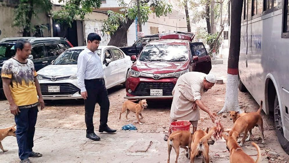 কুকুর-বিড়ালের জন্য খাবারের নির্দেশ জবি উপাচার্যের