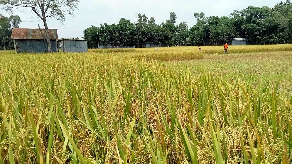 মেঘ দেখলেই বাড়ে কৃষকের দুশ্চিন্তা