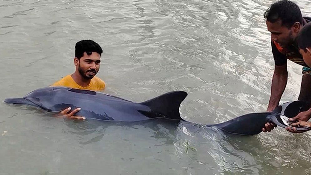 ডোবায় ভেসে আসলো জীবিত ডলফিন