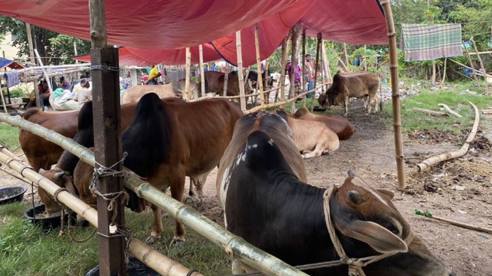 কোরবানিতে পশুর দাম বৃদ্ধির আশঙ্কা