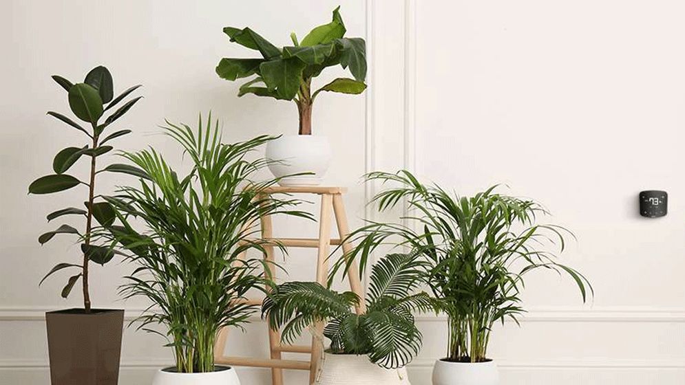 যে ৫ গাছ ঘরের বাতাস বিষমুক্ত ও ফুসফুস ভালো রাখে