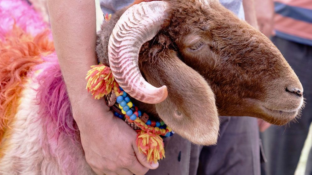 যে কারণে কোরবানি ছাড়াই ঈদ করতে হলো নাইজেরিয়ার লাখো মুসলিমের
