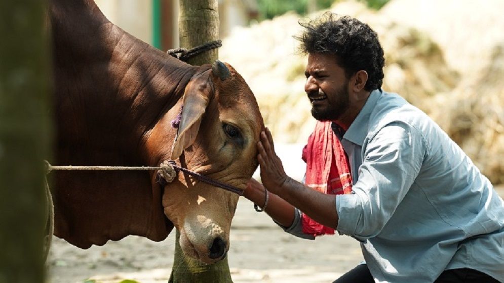 গল্পের মূল চরিত্রে গরু, মুশফিকের কান্না ভাইরাল