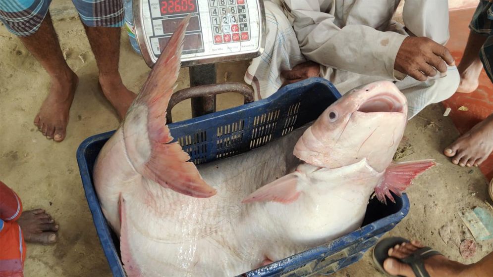 পদ্মার ২২ কেজির পাঙাশ ৩১ হাজারে বিক্রি