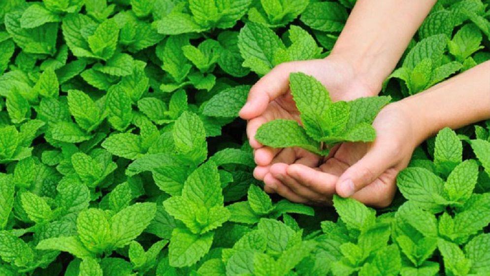 পুদিনা পাতায় সারবে যত রোগ