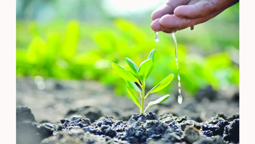 গাছ লাগানোর এখনই সময়