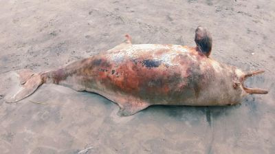 কুয়াকাটা সৈকতে ভেসে এলো মৃত ডলফিন