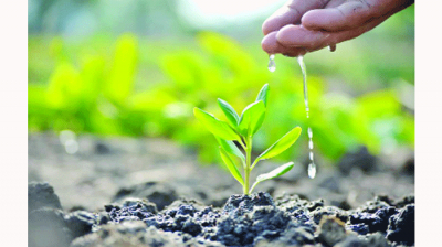 গাছ লাগানোর এখনই সময়