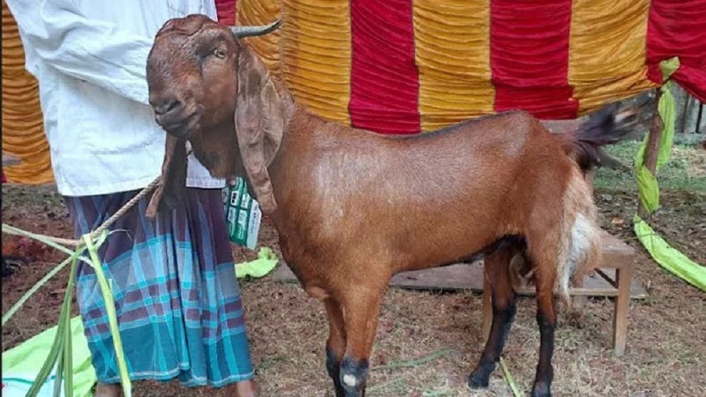 ছাগল পালনে মিলবে ৪ শতাংশ সুদে ঋণ: বাংলাদেশ ব্যাংক