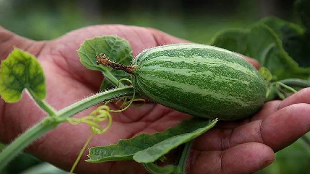 দ্রুত ওজন কমায় যে সবজি