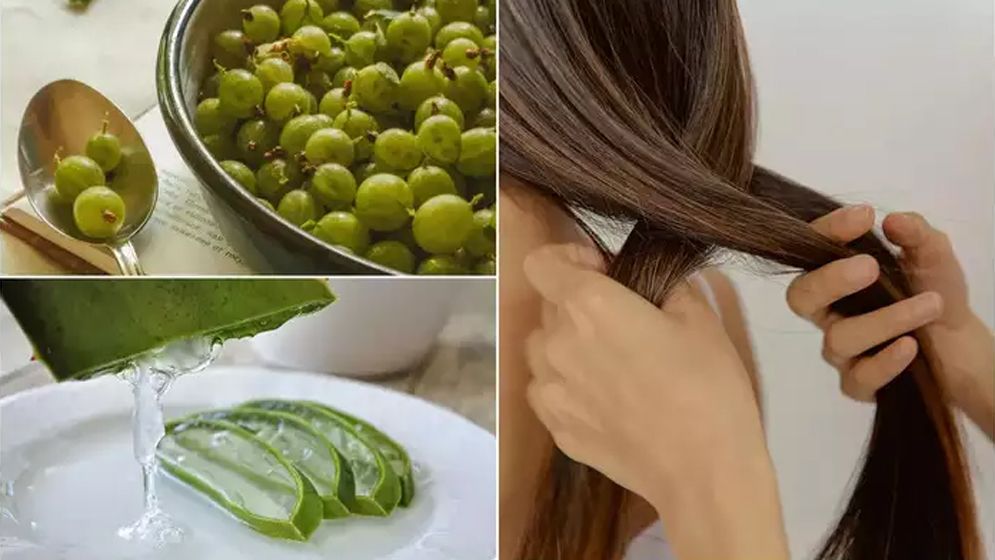 চুলের হাল ফেরাতে কোনটি সেরা, অ্যালোভেরা নাকি আমলকী?