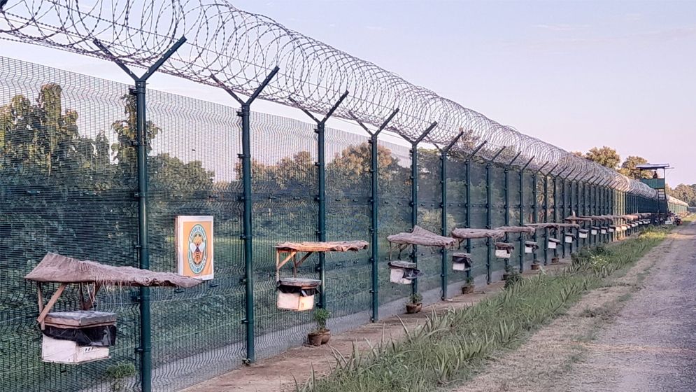 বাংলাদেশি অনুপ্রবেশ ঠেকাতে সীমান্তে মৌমাছি ‘মোতায়েন’ ভারতের