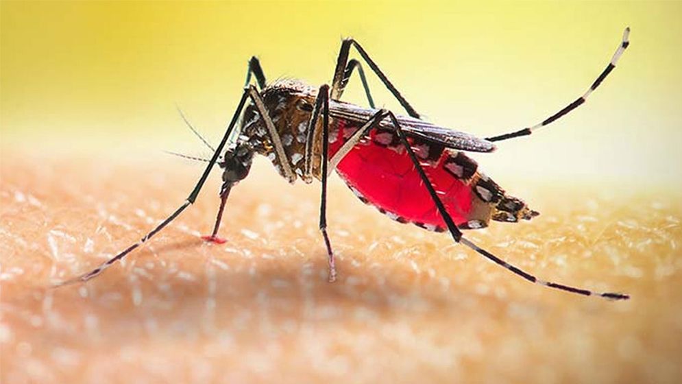 ডেঙ্গু মোকাবিলায় সরকারের ১০ টিম গঠন