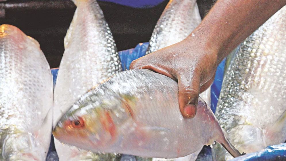 রপ্তানি বন্ধ, তবু যেসব কারণে ইলিশের দাম কমছে না