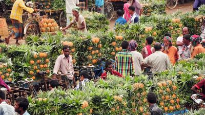 জিআই পণ্যের স্বীকৃতি পেলো মধুপুরের আনারস