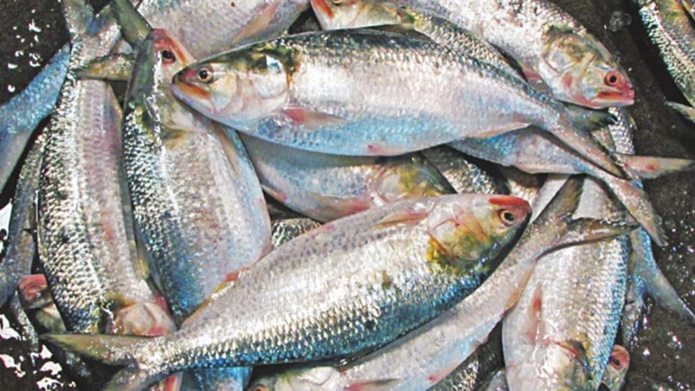 সব রেকর্ড ছাড়ালো ইলিশের দাম