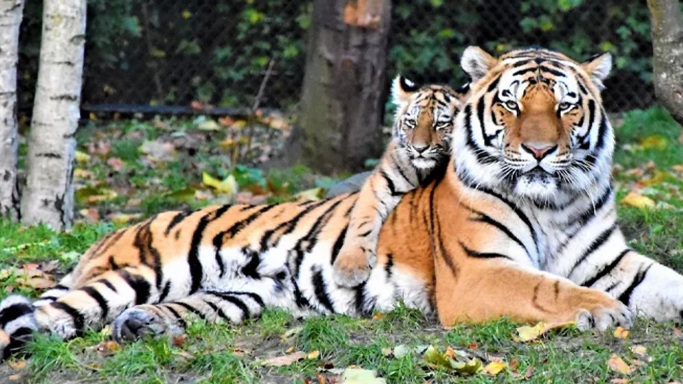 সুন্দরবনে বাঘের সংখ্যা নিয়ে চমকপ্রদ তথ্য প্রকাশ, যা বললেন পরিবেশ উপদেষ্টা